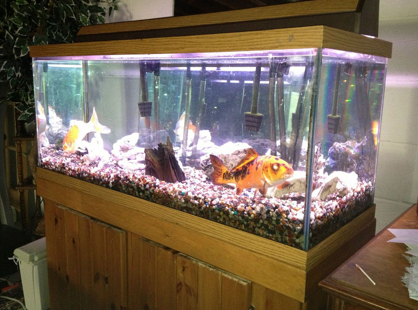 Cara memelihara ikan koi di aquarium sebagai dekorasi 
