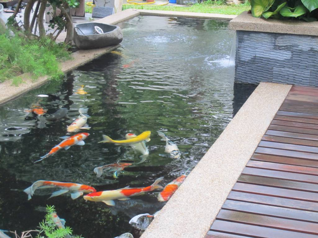 Budidaya ikan koi di kolam sekaligus sebagai tema desain 