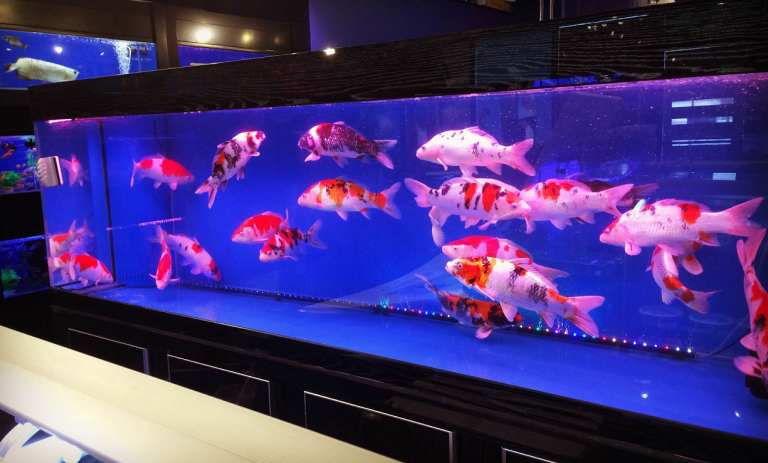 Cara memelihara ikan koi di aquarium sebagai dekorasi interior ruangan