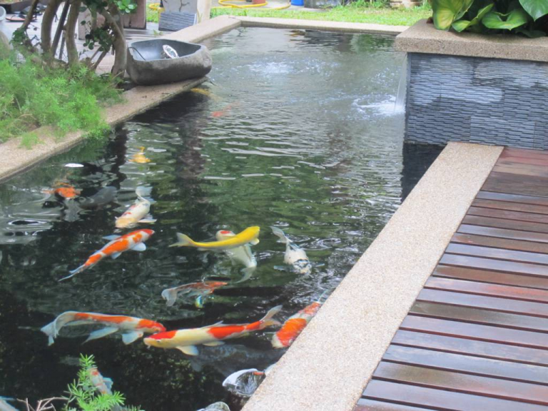 Budidaya ikan koi di kolam sekaligus sebagai tema desain taman