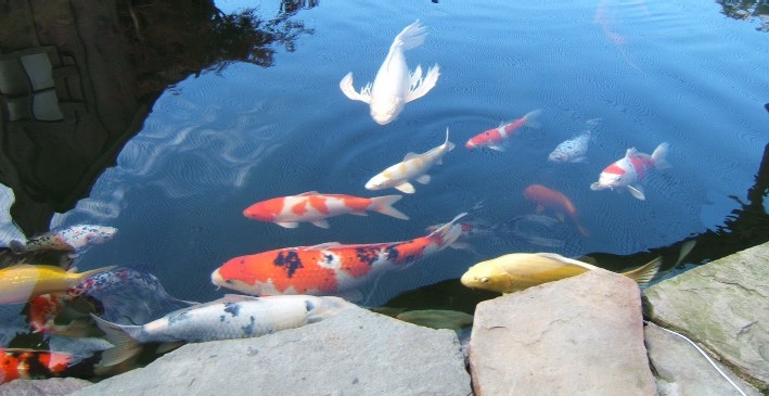 Ikan koi dalam kolam taman